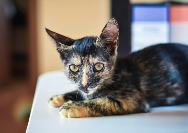 Les accessoires indispensables pour un chien de chasse