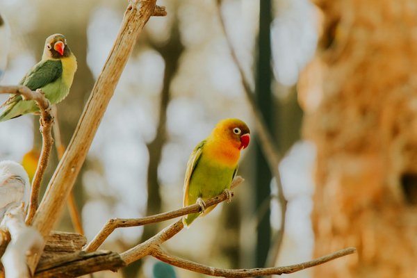 Les chats et l'eau : comprendre leur aversion