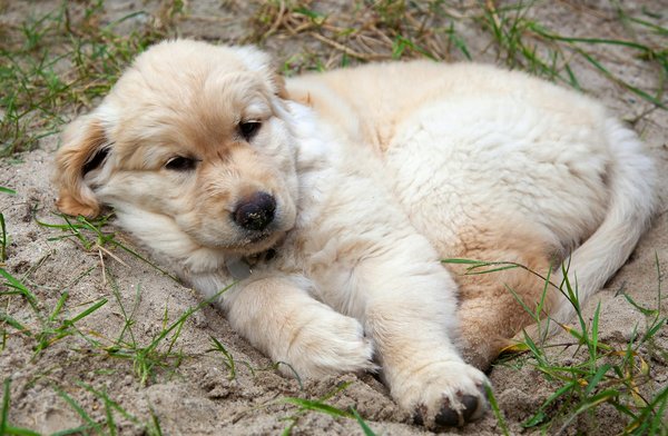 Le comportement des chats en vieillissement