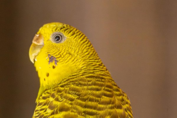 Le béluga : L'ange blanc des mers polaires