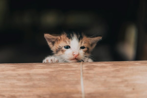 La mise bas chez la chienne : processus et complications possibles