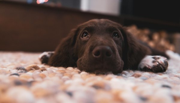 Tapis de fouille chien : éveil ludique pour votre compagnon